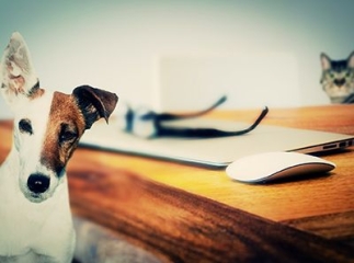 questions assurance santé chien chat